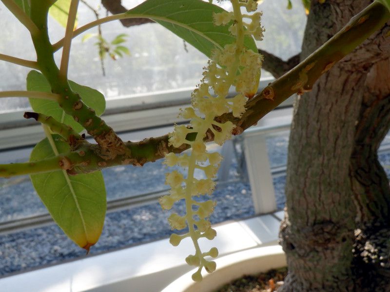 �I���u�[�iOmbu�j